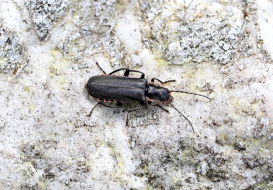 Cantharis gruppo C. tristis